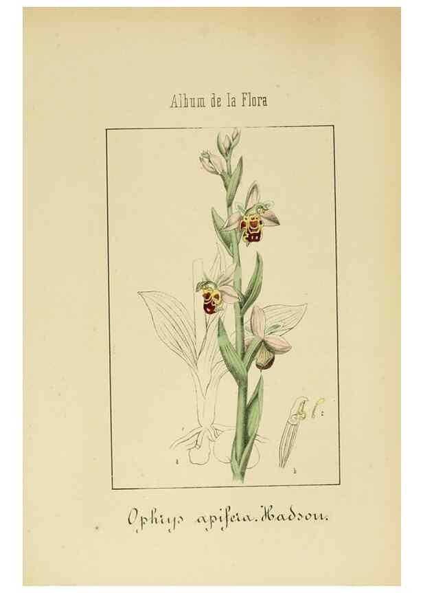 Reproducción/Reproduction 8157686506: Album de la flora médico-farmacéutica é industrial, indígena y exótica,. Madrid,Impr. de la Galeria literaria,1862-64.