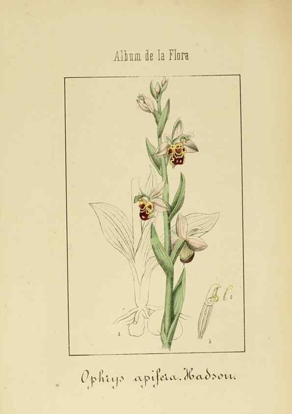 Reproducción/Reproduction 8157686506: Album de la flora médico-farmacéutica é industrial, indígena y exótica,. Madrid,Impr. de la Galeria literaria,1862-64.