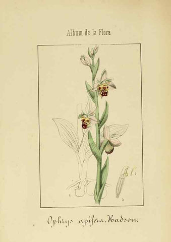 Reproducción/Reproduction 8157686506: Album de la flora médico-farmacéutica é industrial, indígena y exótica,. Madrid,Impr. de la Galeria literaria,1862-64.