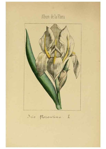 Reproducción/Reproduction 8157653831: Album de la flora médico-farmacéutica é industrial, indígena y exótica,. Madrid,Impr. de la Galeria literaria,1862-64.