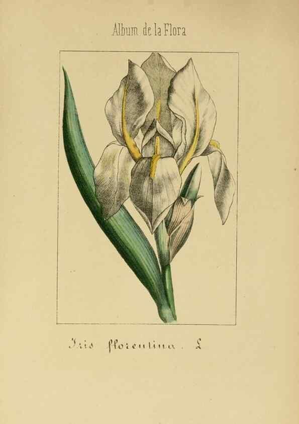 Reproducción/Reproduction 8157653831: Album de la flora médico-farmacéutica é industrial, indígena y exótica,. Madrid,Impr. de la Galeria literaria,1862-64.