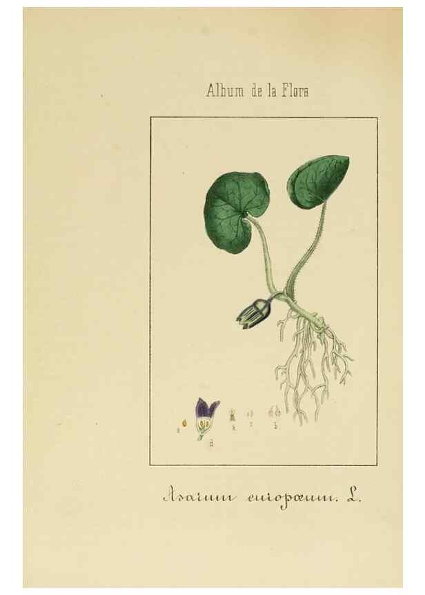Reproducción/Reproduction 8157646399: Album de la flora médico-farmacéutica é industrial, indígena y exótica,. Madrid,Impr. de la Galeria literaria,1862-64.
