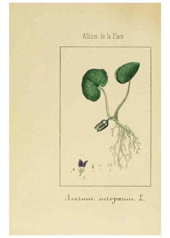 Reproducción/Reproduction 8157646399: Album de la flora médico-farmacéutica é industrial, indígena y exótica,. Madrid,Impr. de la Galeria literaria,1862-64.