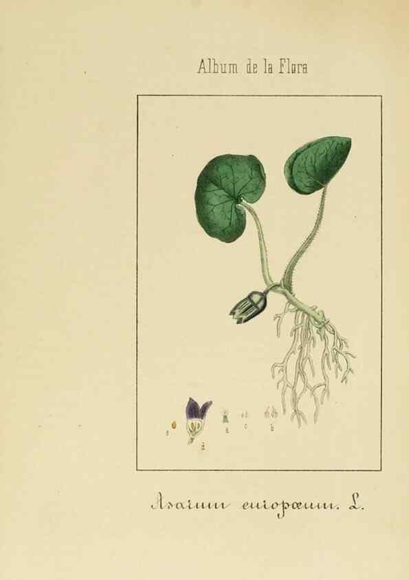Reproducción/Reproduction 8157646399: Album de la flora médico-farmacéutica é industrial, indígena y exótica,. Madrid,Impr. de la Galeria literaria,1862-64.