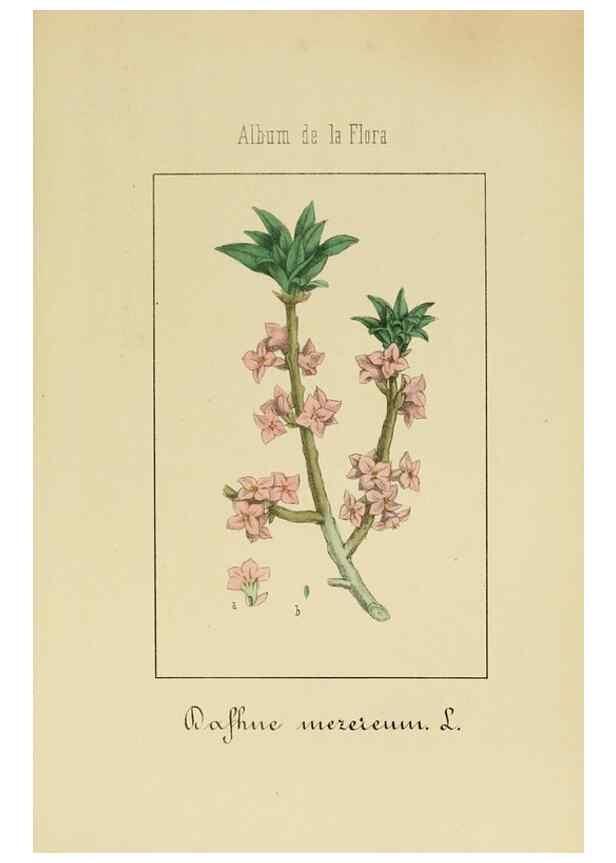 Reproducción/Reproduction 8157645957: Album de la flora médico-farmacéutica é industrial, indígena y exótica,. Madrid,Impr. de la Galeria literaria,1862-64.