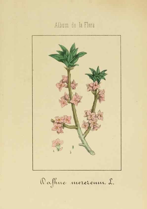 Reproducción/Reproduction 8157645957: Album de la flora médico-farmacéutica é industrial, indígena y exótica,. Madrid,Impr. de la Galeria literaria,1862-64.