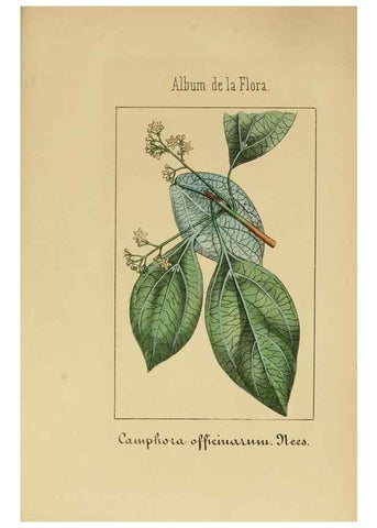 Reproducción/Reproduction 8157645307: Album de la flora médico-farmacéutica é industrial, indígena y exótica,. Madrid,Impr. de la Galeria literaria,1862-64.