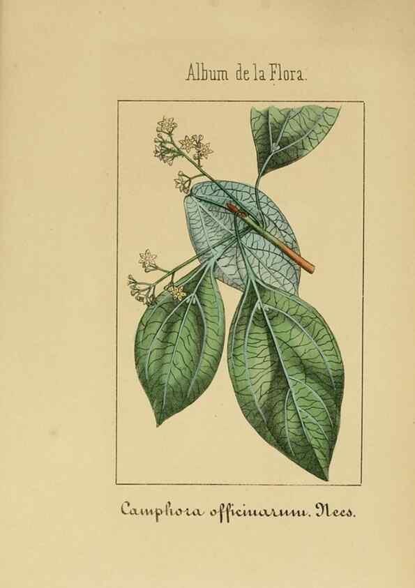 Reproducción/Reproduction 8157645307: Album de la flora médico-farmacéutica é industrial, indígena y exótica,. Madrid,Impr. de la Galeria literaria,1862-64.