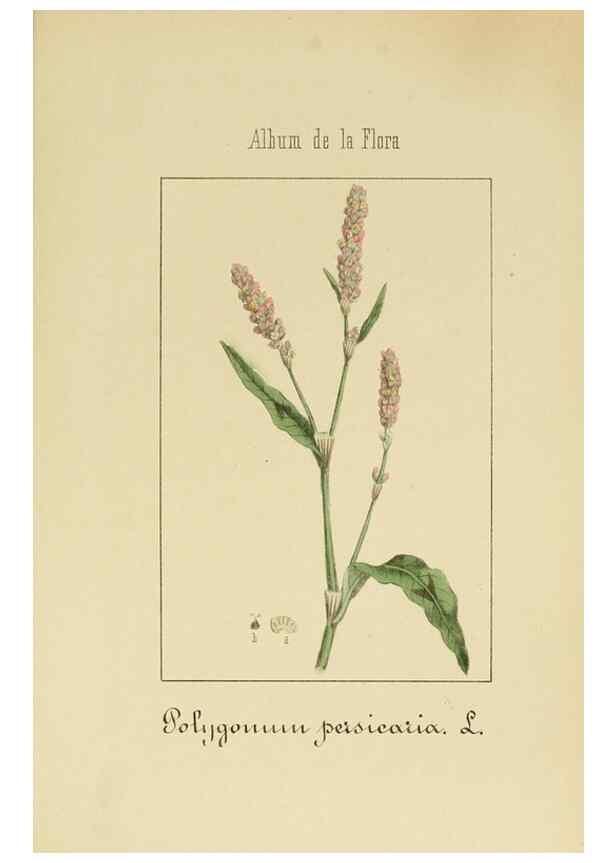 Reproducción/Reproduction 8157644921: Album de la flora médico-farmacéutica é industrial, indígena y exótica,. Madrid,Impr. de la Galeria literaria,1862-64.