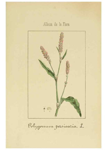 Reproducción/Reproduction 8157644921: Album de la flora médico-farmacéutica é industrial, indígena y exótica,. Madrid,Impr. de la Galeria literaria,1862-64.