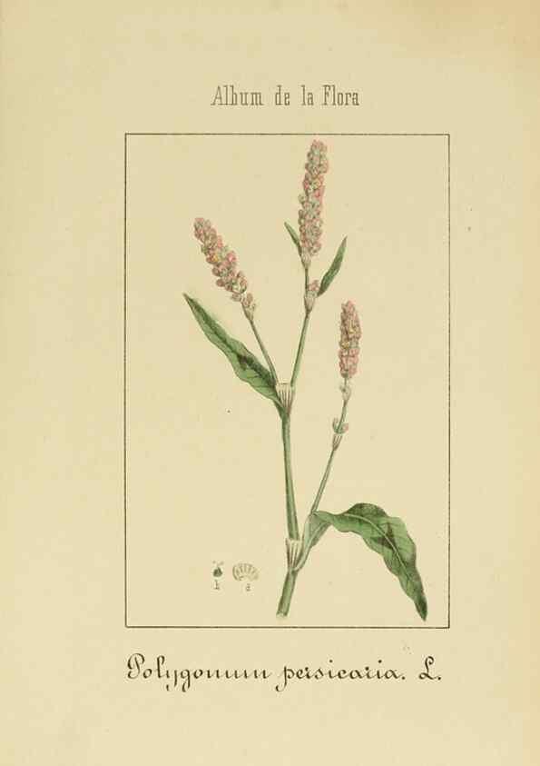 Reproducción/Reproduction 8157644921: Album de la flora médico-farmacéutica é industrial, indígena y exótica,. Madrid,Impr. de la Galeria literaria,1862-64.