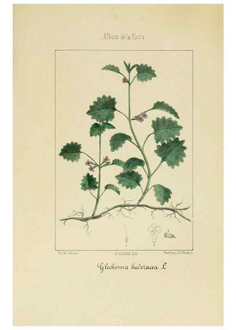 Reproducción/Reproduction 8157670458: Album de la flora médico-farmacéutica é industrial, indígena y exótica,. Madrid,Impr. de la Galeria literaria,1862-64.