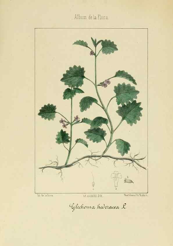 Reproducción/Reproduction 8157670458: Album de la flora médico-farmacéutica é industrial, indígena y exótica,. Madrid,Impr. de la Galeria literaria,1862-64.