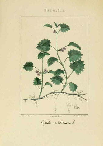 Reproducción/Reproduction 8157670458: Album de la flora médico-farmacéutica é industrial, indígena y exótica,. Madrid,Impr. de la Galeria literaria,1862-64.