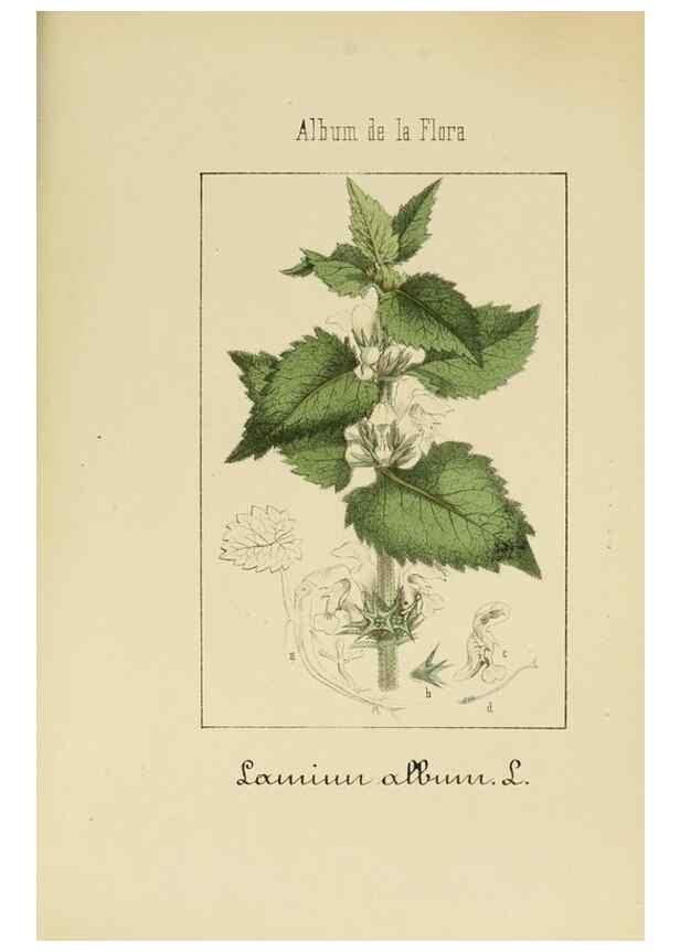 Reproducción/Reproduction 8157670848: Album de la flora médico-farmacéutica é industrial, indígena y exótica,. Madrid,Impr. de la Galeria literaria,1862-64.