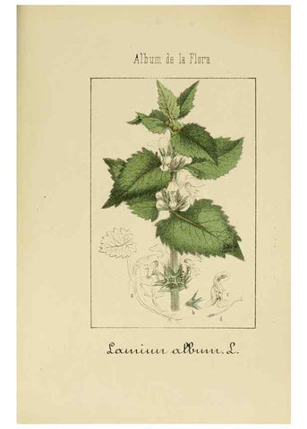 Reproducción/Reproduction 8157670848: Album de la flora médico-farmacéutica é industrial, indígena y exótica,. Madrid,Impr. de la Galeria literaria,1862-64.