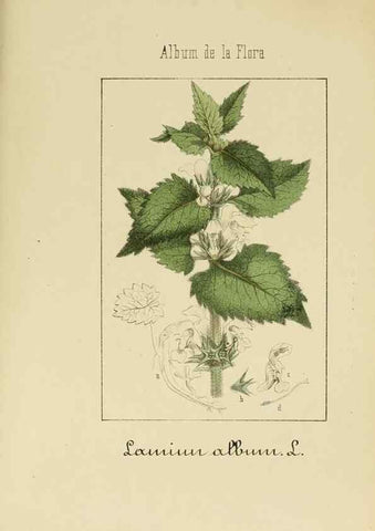 Reproducción/Reproduction 8157670848: Album de la flora médico-farmacéutica é industrial, indígena y exótica,. Madrid,Impr. de la Galeria literaria,1862-64.
