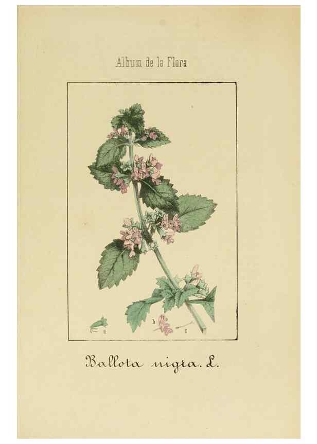 Reproducción/Reproduction 8157638735: Album de la flora médico-farmacéutica é industrial, indígena y exótica,. Madrid,Impr. de la Galeria literaria,1862-64.