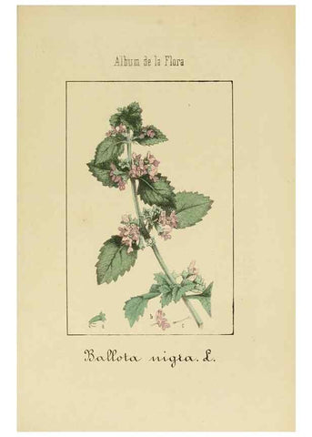 Reproducción/Reproduction 8157638735: Album de la flora médico-farmacéutica é industrial, indígena y exótica,. Madrid,Impr. de la Galeria literaria,1862-64.