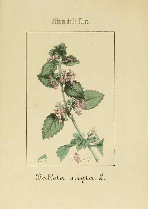 Reproducción/Reproduction 8157638735: Album de la flora médico-farmacéutica é industrial, indígena y exótica,. Madrid,Impr. de la Galeria literaria,1862-64.