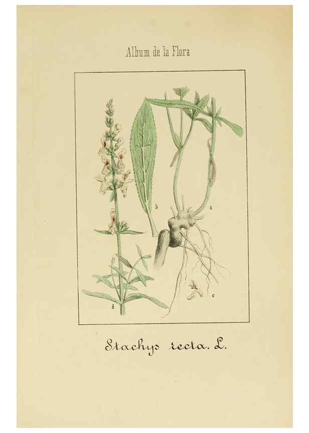 Reproducción/Reproduction 8157671836: Album de la flora médico-farmacéutica é industrial, indígena y exótica,. Madrid,Impr. de la Galeria literaria,1862-64.
