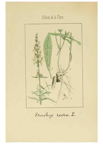 Reproducción/Reproduction 8157671836: Album de la flora médico-farmacéutica é industrial, indígena y exótica,. Madrid,Impr. de la Galeria literaria,1862-64.