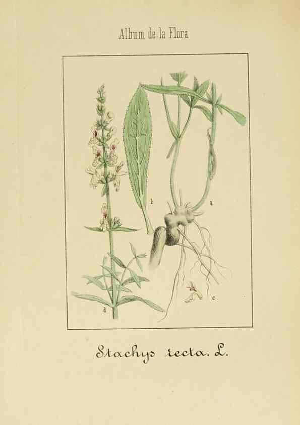 Reproducción/Reproduction 8157671836: Album de la flora médico-farmacéutica é industrial, indígena y exótica,. Madrid,Impr. de la Galeria literaria,1862-64.