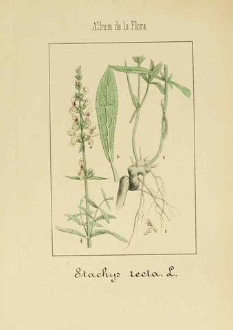 Reproducción/Reproduction 8157671836: Album de la flora médico-farmacéutica é industrial, indígena y exótica,. Madrid,Impr. de la Galeria literaria,1862-64.