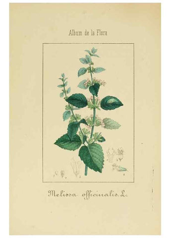 Reproducción/Reproduction 8157639691: Album de la flora médico-farmacéutica é industrial, indígena y exótica,. Madrid,Impr. de la Galeria literaria,1862-64.