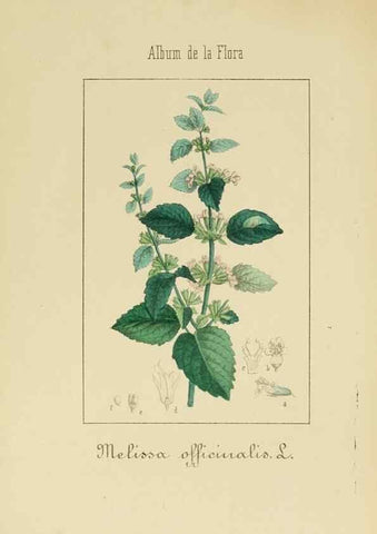 Reproducción/Reproduction 8157639691: Album de la flora médico-farmacéutica é industrial, indígena y exótica,. Madrid,Impr. de la Galeria literaria,1862-64.