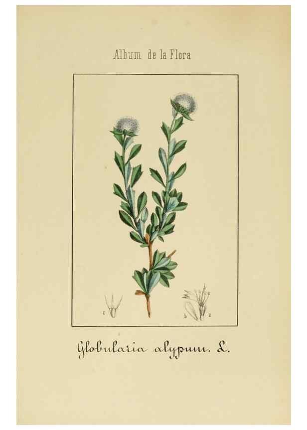 Reproducción/Reproduction 8157672792: Album de la flora médico-farmacéutica é industrial, indígena y exótica,. Madrid,Impr. de la Galeria literaria,1862-64.