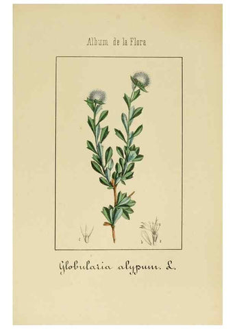 Reproducción/Reproduction 8157672792: Album de la flora médico-farmacéutica é industrial, indígena y exótica,. Madrid,Impr. de la Galeria literaria,1862-64.