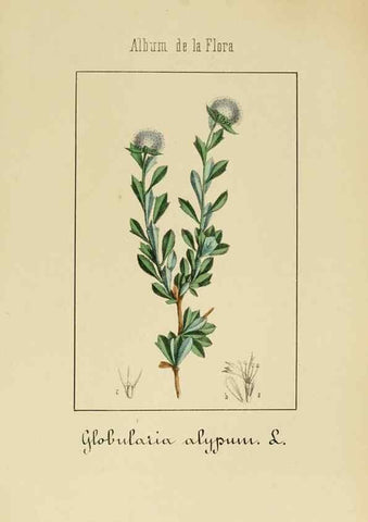 Reproducción/Reproduction 8157672792: Album de la flora médico-farmacéutica é industrial, indígena y exótica,. Madrid,Impr. de la Galeria literaria,1862-64.