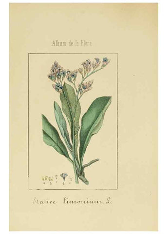 Reproducción/Reproduction 8157673218: Album de la flora médico-farmacéutica é industrial, indígena y exótica,. Madrid,Impr. de la Galeria literaria,1862-64.