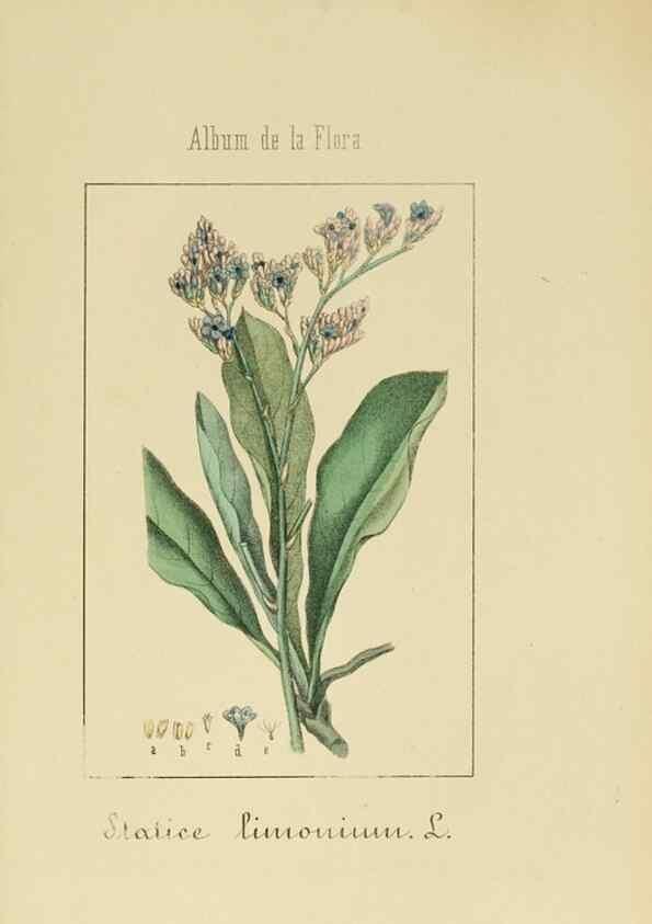 Reproducción/Reproduction 8157673218: Album de la flora médico-farmacéutica é industrial, indígena y exótica,. Madrid,Impr. de la Galeria literaria,1862-64.