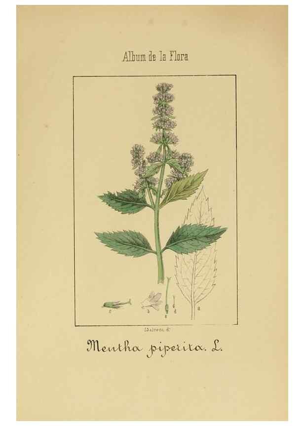Reproducción/Reproduction 8157669640: Album de la flora médico-farmacéutica é industrial, indígena y exótica,. Madrid,Impr. de la Galeria literaria,1862-64.