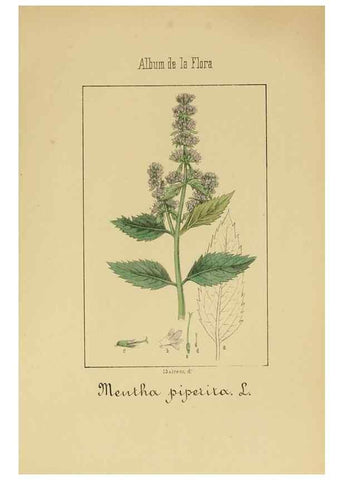 Reproducción/Reproduction 8157669640: Album de la flora médico-farmacéutica é industrial, indígena y exótica,. Madrid,Impr. de la Galeria literaria,1862-64.