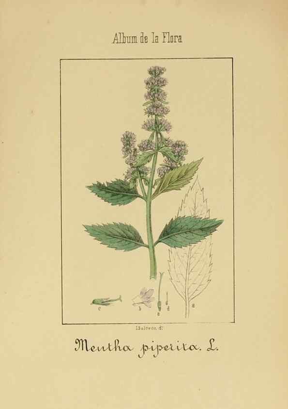 Reproducción/Reproduction 8157669640: Album de la flora médico-farmacéutica é industrial, indígena y exótica,. Madrid,Impr. de la Galeria literaria,1862-64.