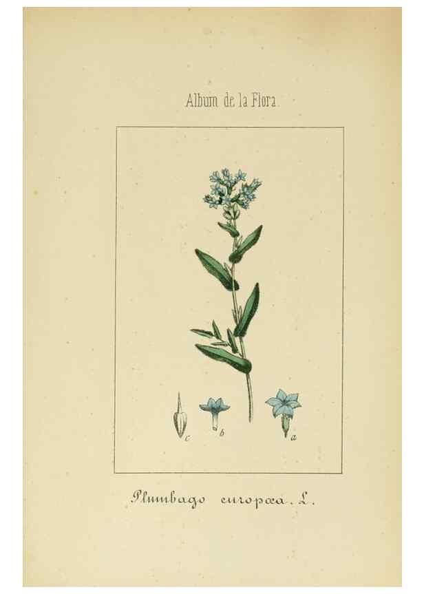 Reproducción/Reproduction 8157641111: Album de la flora médico-farmacéutica é industrial, indígena y exótica,. Madrid,Impr. de la Galeria literaria,1862-64.