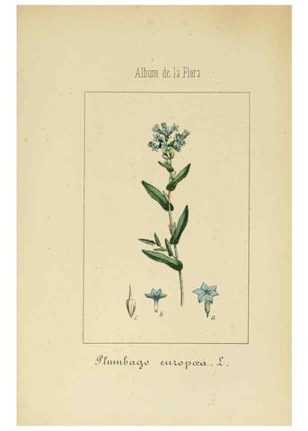 Reproducción/Reproduction 8157641111: Album de la flora médico-farmacéutica é industrial, indígena y exótica,. Madrid,Impr. de la Galeria literaria,1862-64.