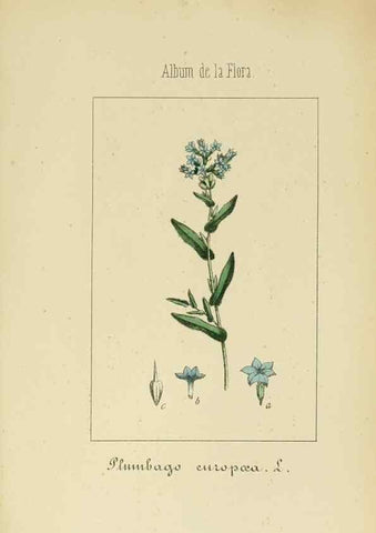 Reproducción/Reproduction 8157641111: Album de la flora médico-farmacéutica é industrial, indígena y exótica,. Madrid,Impr. de la Galeria literaria,1862-64.