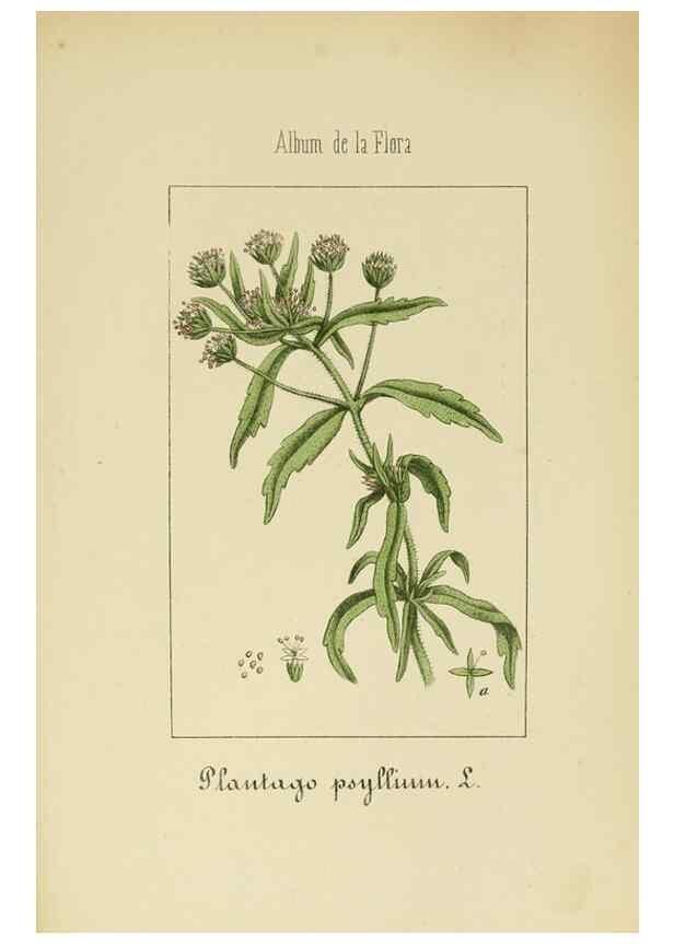 Reproducción/Reproduction 8157641903: Album de la flora médico-farmacéutica é industrial, indígena y exótica,. Madrid,Impr. de la Galeria literaria,1862-64.