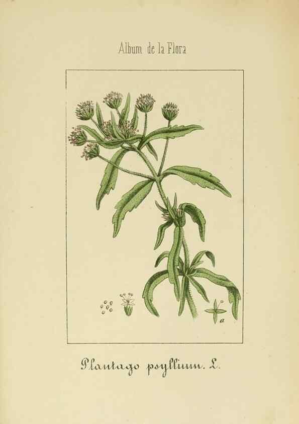 Reproducción/Reproduction 8157641903: Album de la flora médico-farmacéutica é industrial, indígena y exótica,. Madrid,Impr. de la Galeria literaria,1862-64.