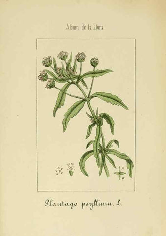 Reproducción/Reproduction 8157641903: Album de la flora médico-farmacéutica é industrial, indígena y exótica,. Madrid,Impr. de la Galeria literaria,1862-64.