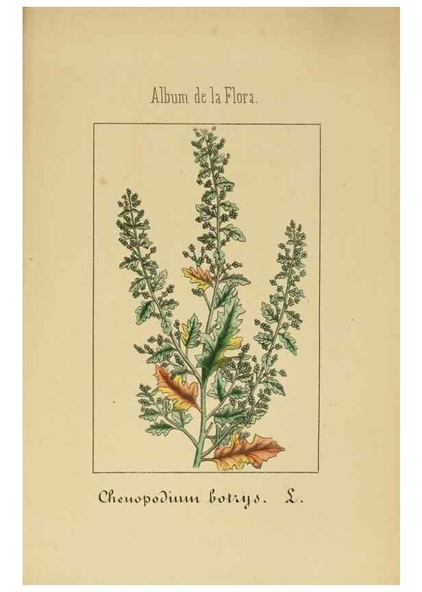 Reproducción/Reproduction 8157675180: Album de la flora médico-farmacéutica é industrial, indígena y exótica,. Madrid,Impr. de la Galeria literaria,1862-64.