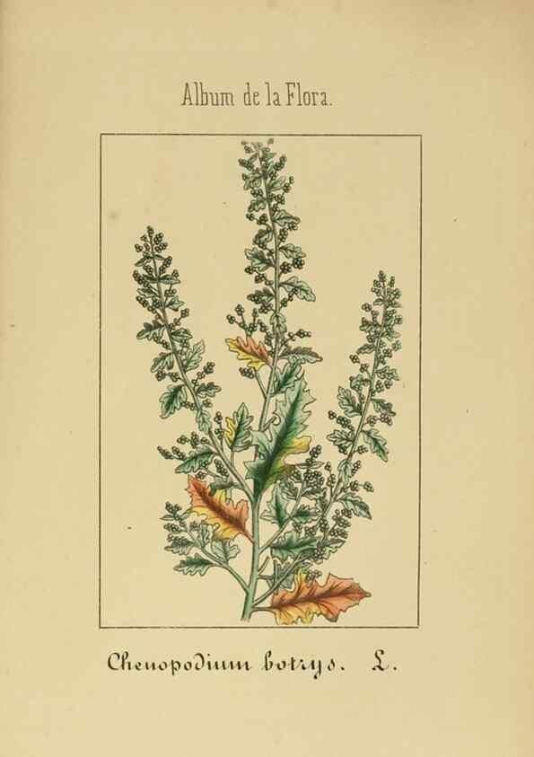 Reproducción/Reproduction 8157675180: Album de la flora médico-farmacéutica é industrial, indígena y exótica,. Madrid,Impr. de la Galeria literaria,1862-64.