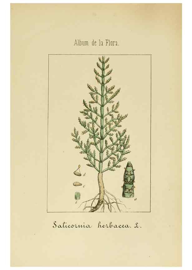 Reproducción/Reproduction 8157642767: Album de la flora médico-farmacéutica é industrial, indígena y exótica,. Madrid,Impr. de la Galeria literaria,1862-64.