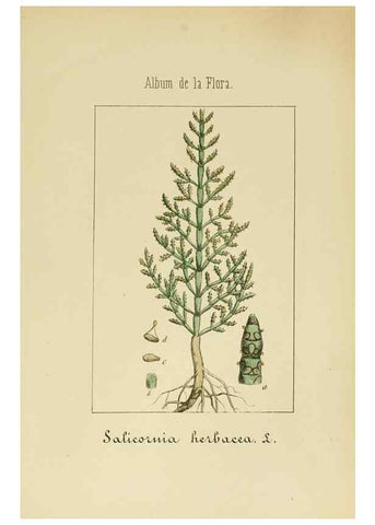 Reproducción/Reproduction 8157642767: Album de la flora médico-farmacéutica é industrial, indígena y exótica,. Madrid,Impr. de la Galeria literaria,1862-64.