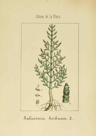 Reproducción/Reproduction 8157642767: Album de la flora médico-farmacéutica é industrial, indígena y exótica,. Madrid,Impr. de la Galeria literaria,1862-64.