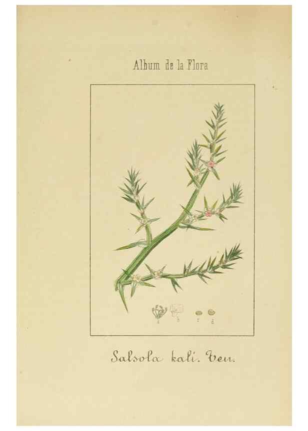 Reproducción/Reproduction 8157676026: Album de la flora médico-farmacéutica é industrial, indígena y exótica,. Madrid,Impr. de la Galeria literaria,1862-64.